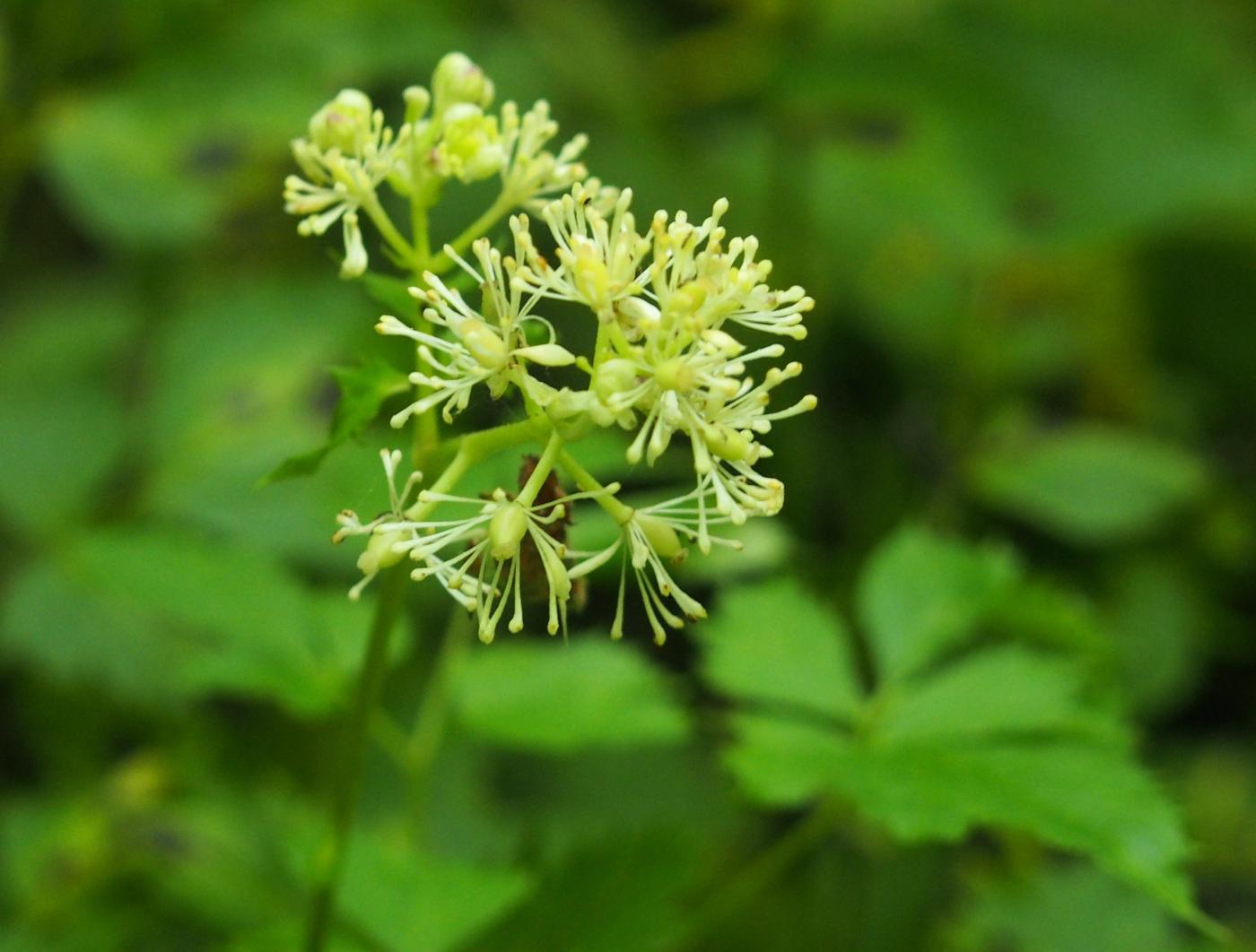 Baneberry flower